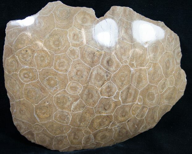 Polished Fossil Coral Head - Morocco #9325